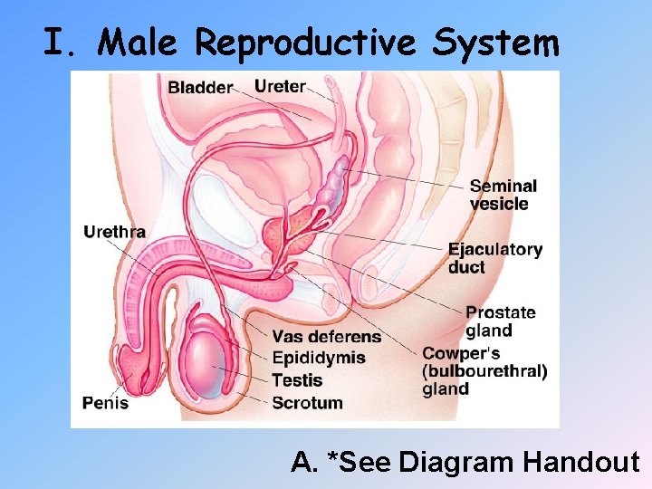 I. Male Reproductive System A. *See Diagram Handout 