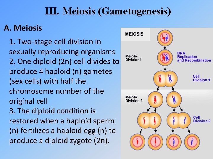 III. Meiosis (Gametogenesis) A. Meiosis 1. Two-stage cell division in sexually reproducing organisms 2.