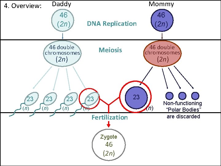 Daddy Mommy 46 (2 n) DNA Replication 46 (2 n) 46 double chromosomes Meiosis