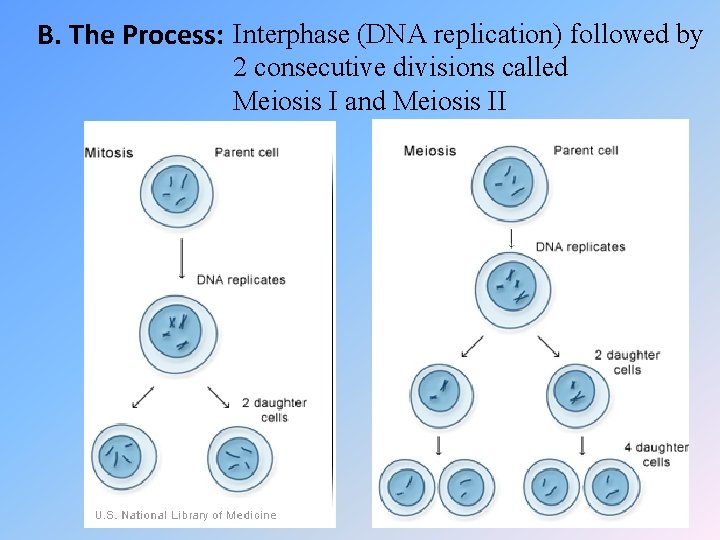 B. The Process: Interphase (DNA replication) followed by 2 consecutive divisions called Meiosis I
