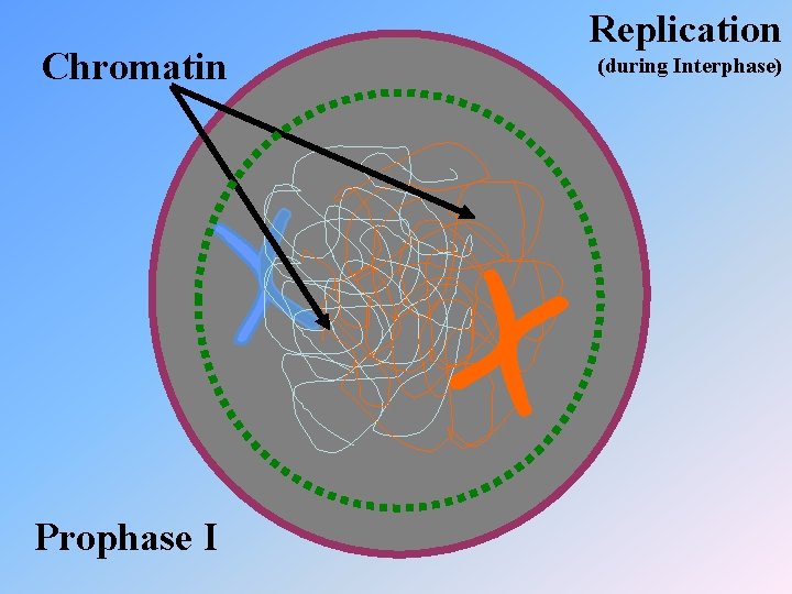 Chromatin Prophase I Replication (during Interphase) 