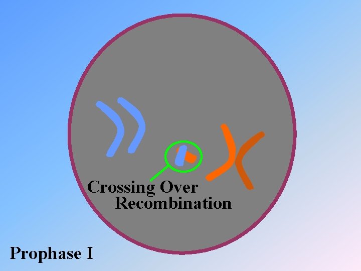Crossing Over Recombination Prophase I 