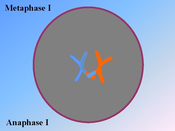 Metaphase I Anaphase I 