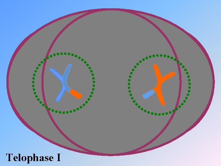 Telophase I 