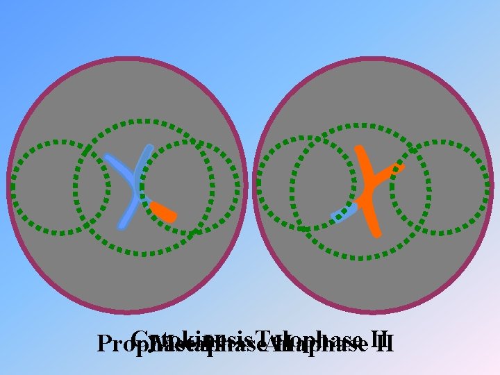 Cytokinesis II Prophase Metaphase II Telophase Anaphase II II 