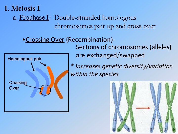 1. Meiosis I a. Prophase I: Double-stranded homologous chromosomes pair up and cross over