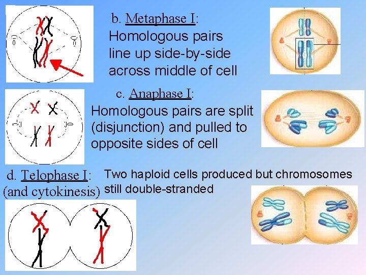 b. Metaphase I: Homologous pairs line up side-by-side across middle of cell c. Anaphase
