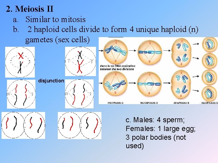 2. Meiosis II a. Similar to mitosis b. 2 haploid cells divide to form