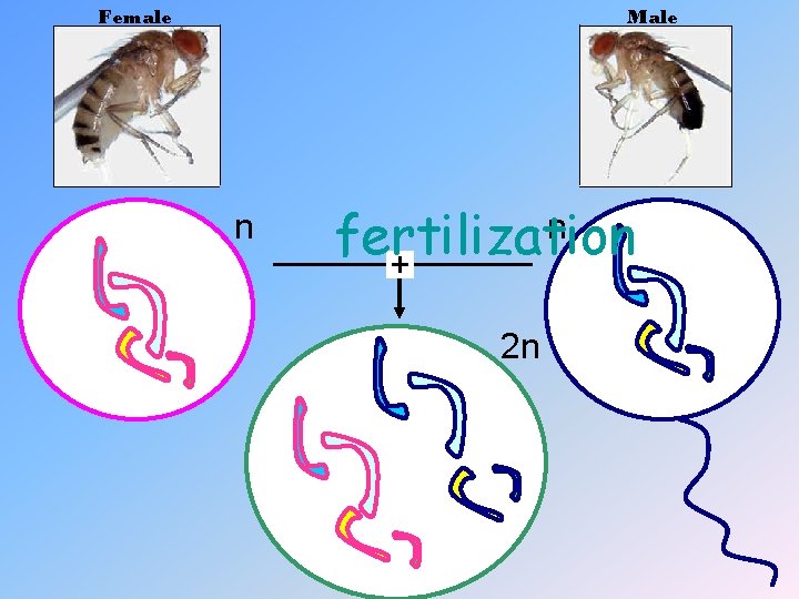 Male Female n n fertilization + 2 n 