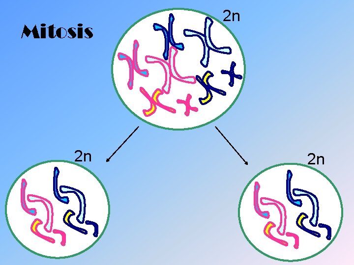 Mitosis 2 n 2 n 2 n 