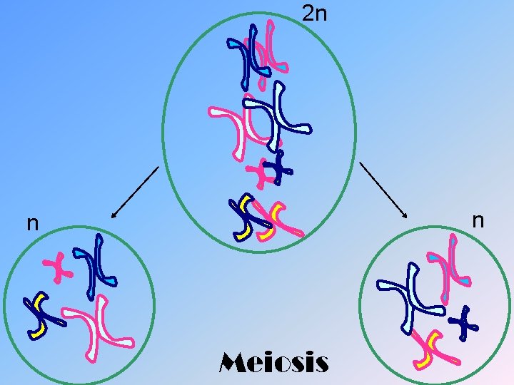 2 n n n Meiosis 