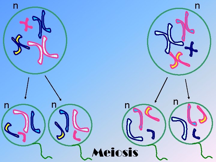 n n n Meiosis n 