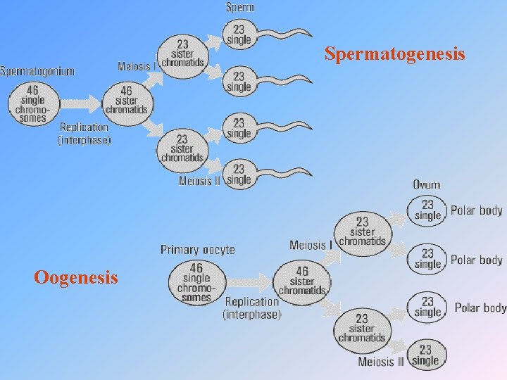 Spermatogenesis Oogenesis 