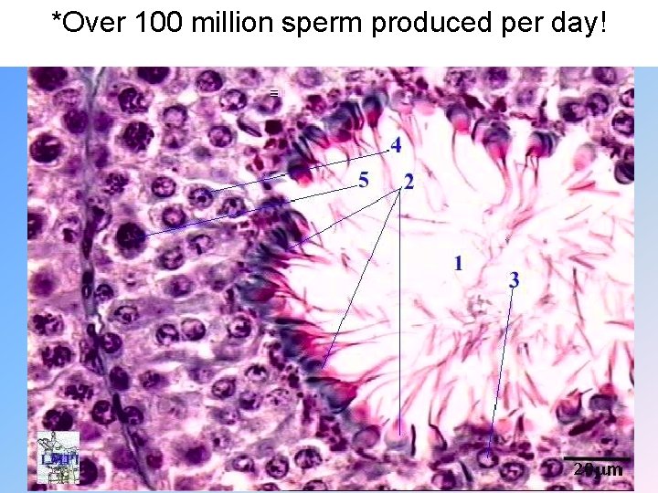 *Over 100 million sperm produced per day! 