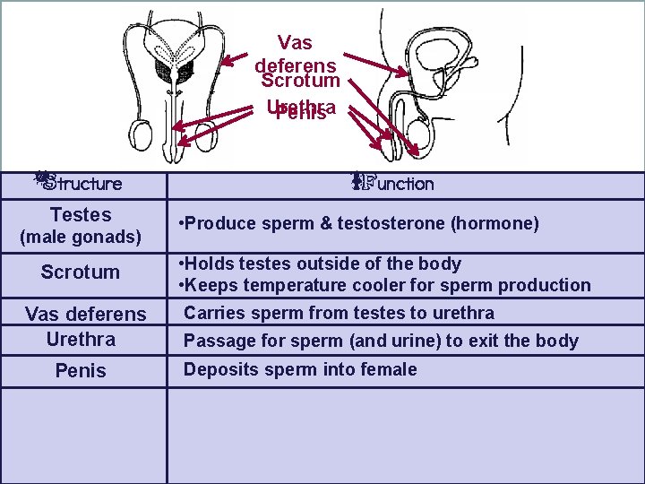 Vas deferens Scrotum Urethra Penis Structure Testes (male gonads) Scrotum Vas deferens Urethra Penis