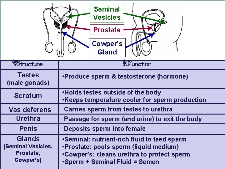 Seminal Vesicles Prostate Cowper’s Gland Structure Testes (male gonads) Scrotum Vas deferens Urethra Penis