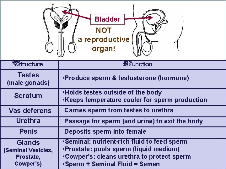 Bladder NOT a reproductive organ! Structure Testes (male gonads) Scrotum Vas deferens Urethra Penis