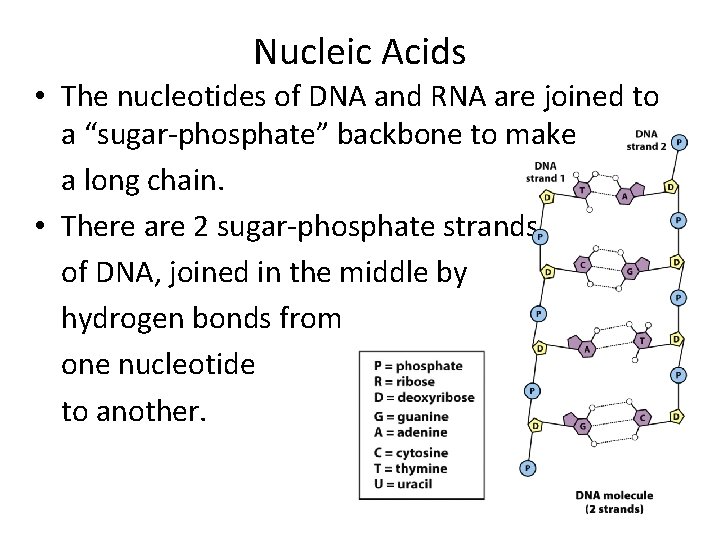 Nucleic Acids • The nucleotides of DNA and RNA are joined to a “sugar-phosphate” Nucleic Acids • The nucleotides of DNA and RNA are joined to a “sugar-phosphate”