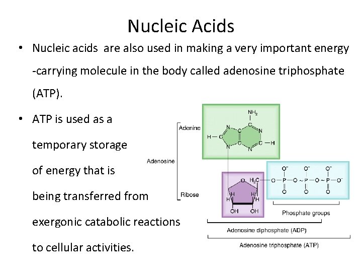 Nucleic Acids • Nucleic acids are also used in making a very important energy Nucleic Acids • Nucleic acids are also used in making a very important energy