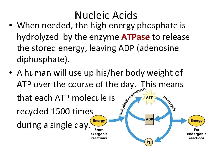 Nucleic Acids • When needed, the high energy phosphate is hydrolyzed by the enzyme Nucleic Acids • When needed, the high energy phosphate is hydrolyzed by the enzyme
