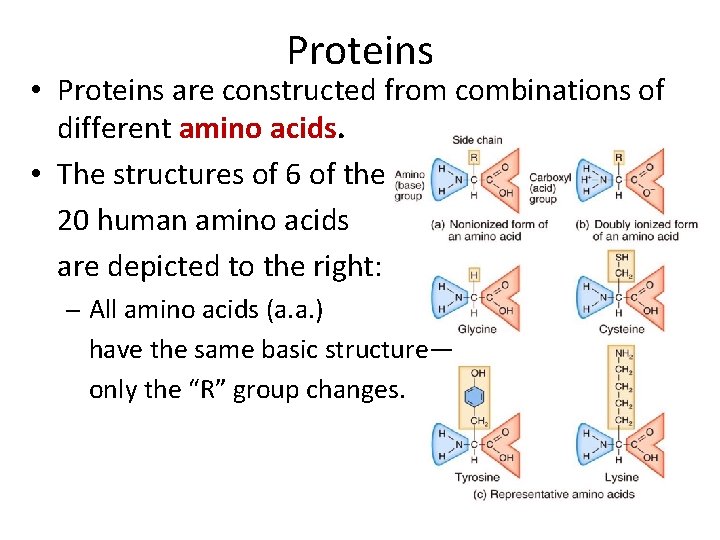 Proteins • Proteins are constructed from combinations of different amino acids. • The structures Proteins • Proteins are constructed from combinations of different amino acids. • The structures