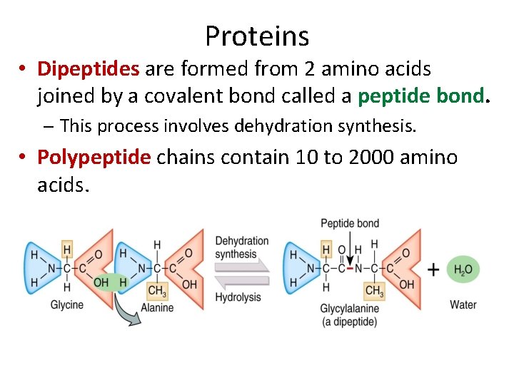 Proteins • Dipeptides are formed from 2 amino acids joined by a covalent bond Proteins • Dipeptides are formed from 2 amino acids joined by a covalent bond
