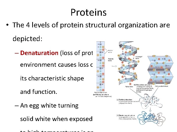 Proteins • The 4 levels of protein structural organization are depicted: – Denaturation (loss Proteins • The 4 levels of protein structural organization are depicted: – Denaturation (loss