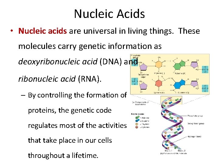 Nucleic Acids • Nucleic acids are universal in living things. These molecules carry genetic Nucleic Acids • Nucleic acids are universal in living things. These molecules carry genetic