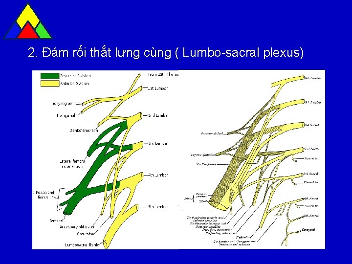 2. Đám rối thắt lưng cùng ( Lumbo-sacral plexus) 