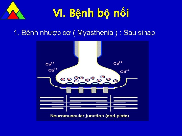 VI. Bệnh bộ nối 1. Bệnh nhược cơ ( Myasthenia ) : Sau sinap