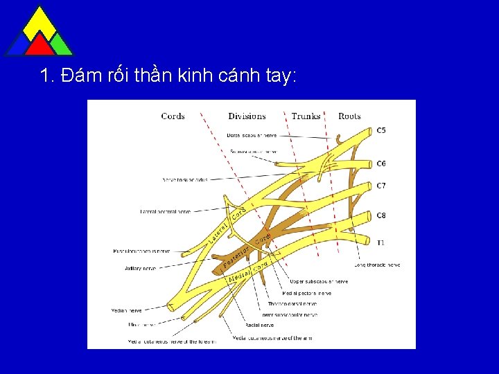 1. Đám rối thần kinh cánh tay: 