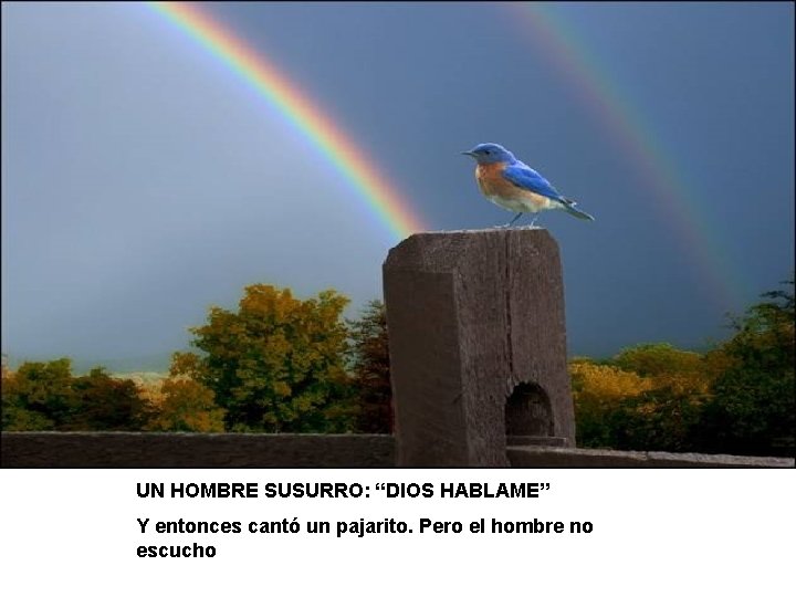 UN HOMBRE SUSURRO: “DIOS HABLAME” Y entonces cantó un pajarito. Pero el hombre no