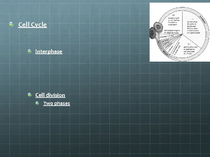 Cell Cycle Interphase Cell division Two phases 