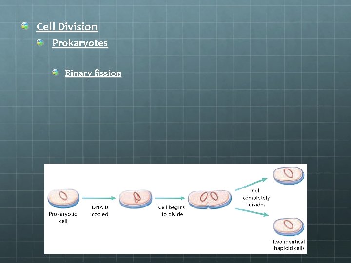 Cell Division Prokaryotes Binary fission 