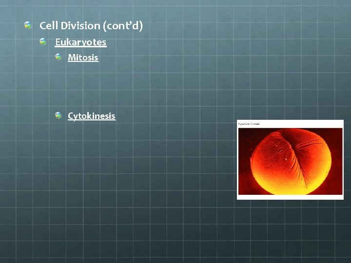 Cell Division (cont’d) Eukaryotes Mitosis Cytokinesis 