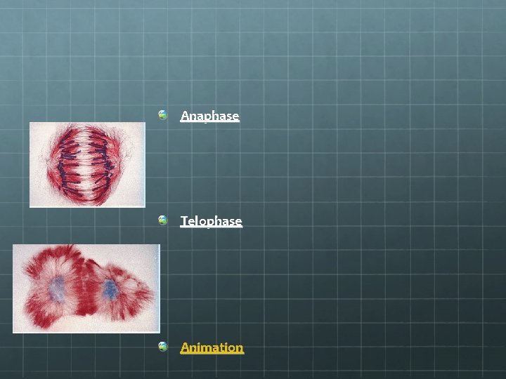 Anaphase Telophase Animation 