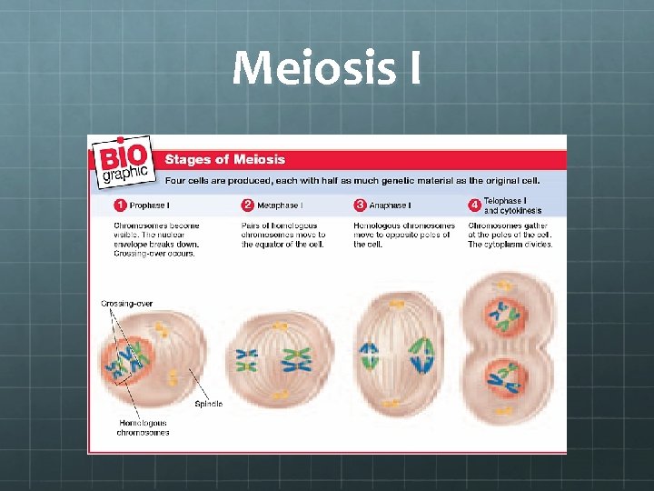 Meiosis I 