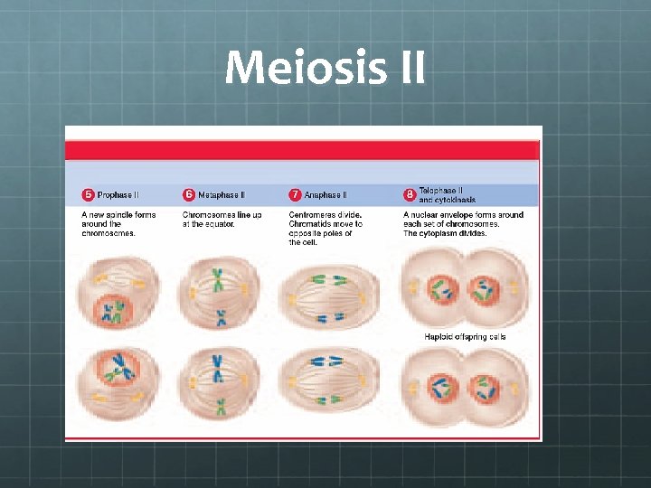 Meiosis II 