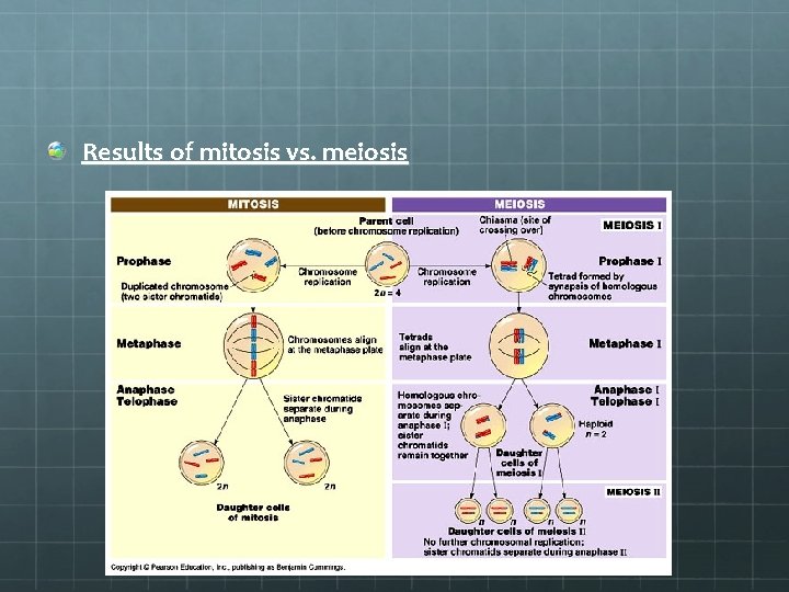 Results of mitosis vs. meiosis 