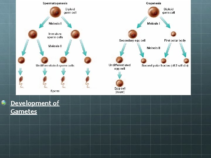 Section 8. 3 Development of Gametes 