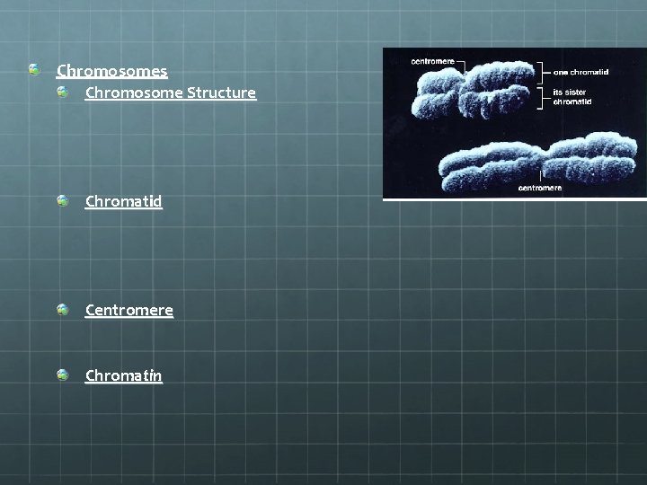 Chromosomes Chromosome Structure Chromatid Centromere Chromatin 
