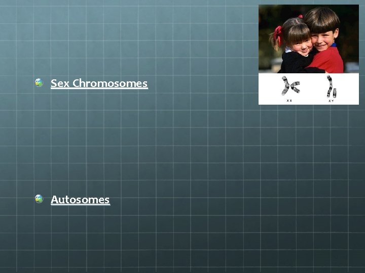 Sex Chromosomes Autosomes 