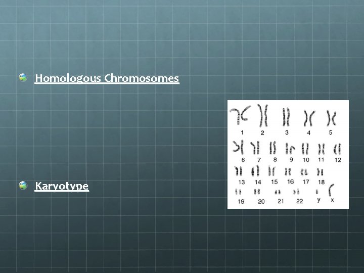 Homologous Chromosomes Karyotype 