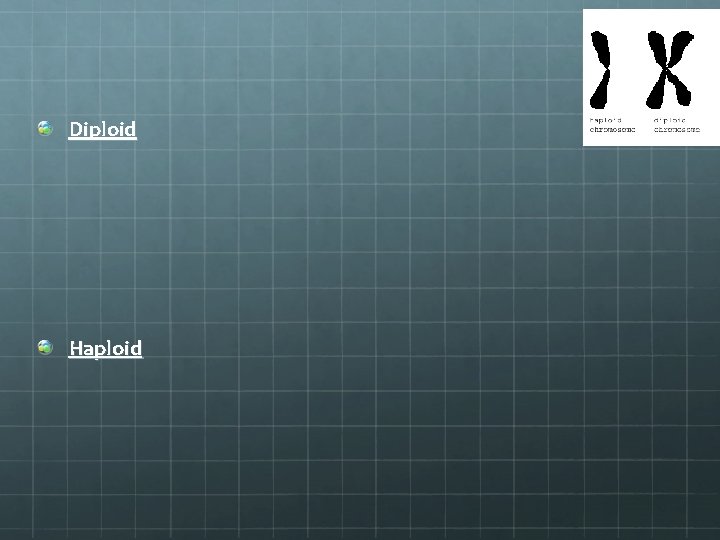 Diploid Haploid 