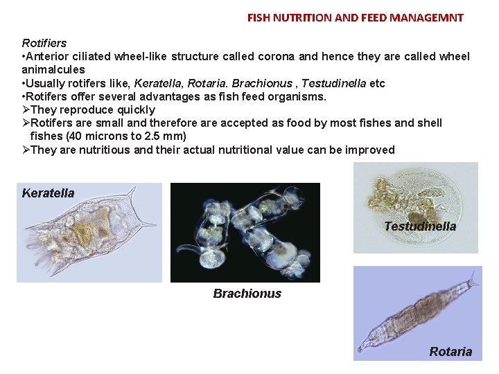 FISH NUTRITION AND FEED MANAGEMNT Rotifiers • Anterior ciliated wheel-like structure called corona and
