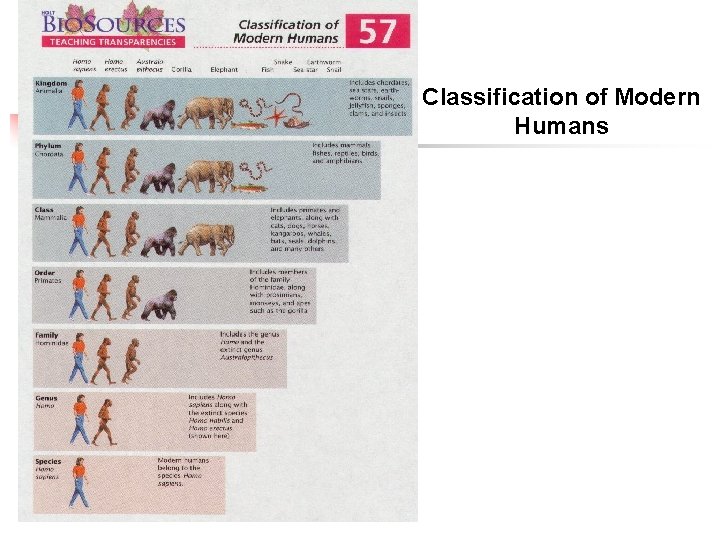 Classification of Modern Humans Classification of Modern Humans