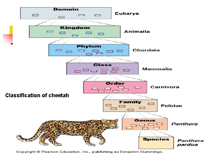 Classification of cheetah Classification of cheetah