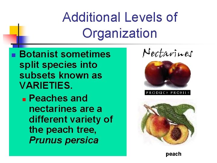 Additional Levels of Organization n Botanist sometimes split species into subsets known as VARIETIES. Additional Levels of Organization n Botanist sometimes split species into subsets known as VARIETIES.