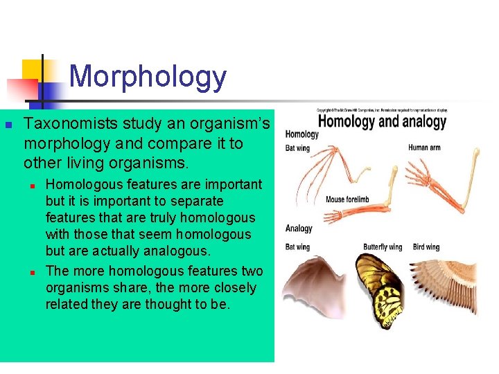 Morphology n Taxonomists study an organism’s morphology and compare it to other living organisms. Morphology n Taxonomists study an organism’s morphology and compare it to other living organisms.