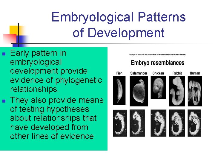Embryological Patterns of Development n n Early pattern in embryological development provide evidence of Embryological Patterns of Development n n Early pattern in embryological development provide evidence of
